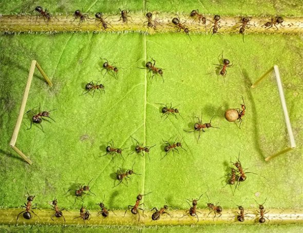                         تصاویر جالب از مورچه های صنعتی