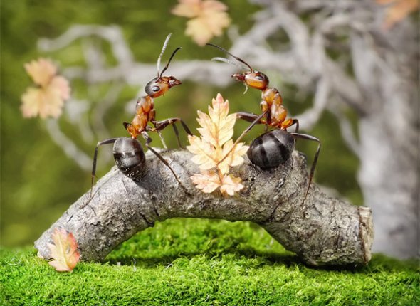                         تصاویر جالب از مورچه های صنعتی