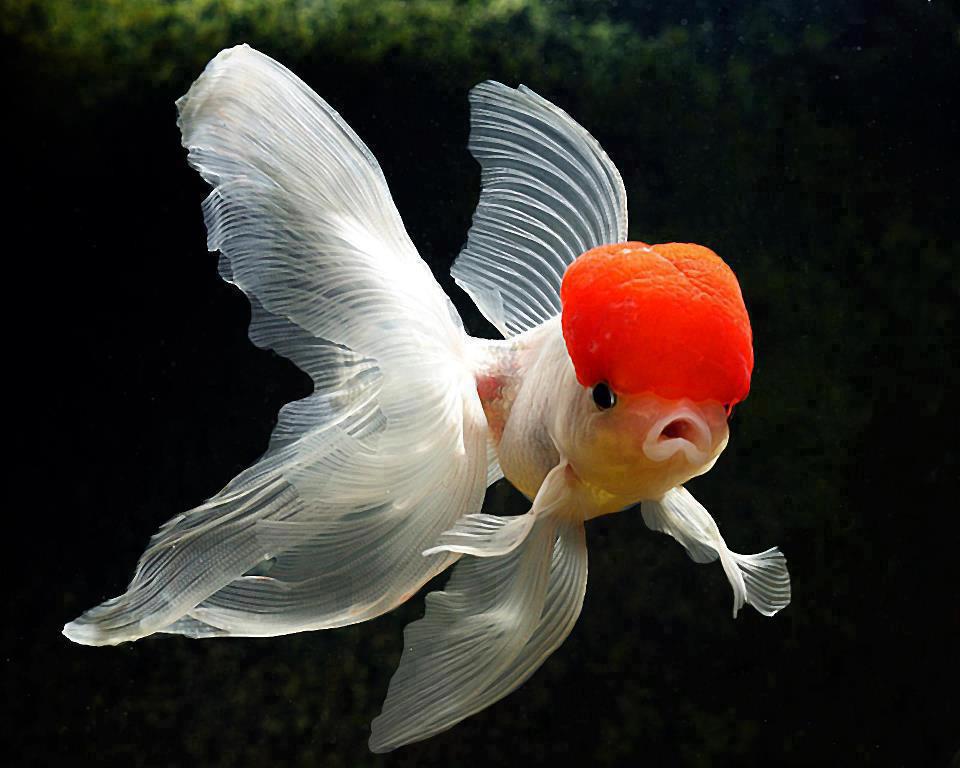                  عکس خوشگل ترین ماهی دنیا